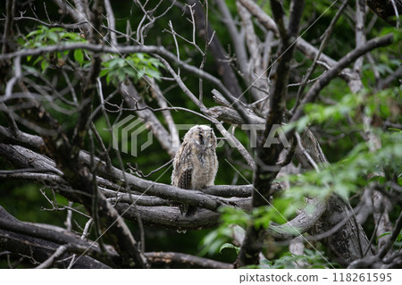 Great screech owl in the forest 118261595