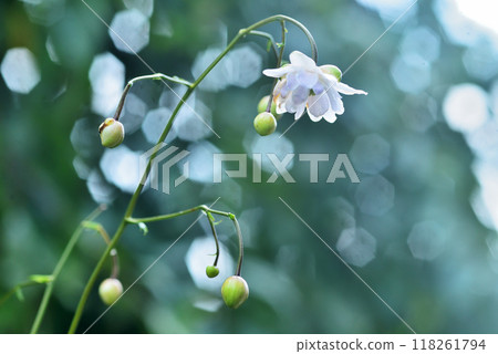 雙花荷麻花在森林地面靜靜綻放 118261794