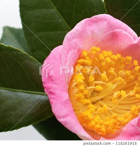 山茶花 - 1:1 118261918