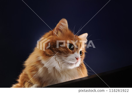 A ginger cat lies on a wooden surface 118261922