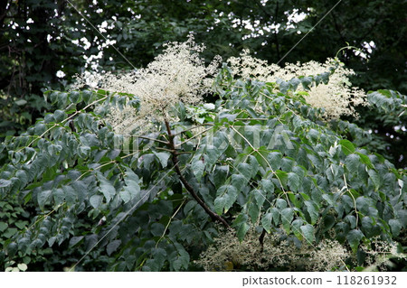 Flowers of Taranoki Flowers of Taranoki 118261932