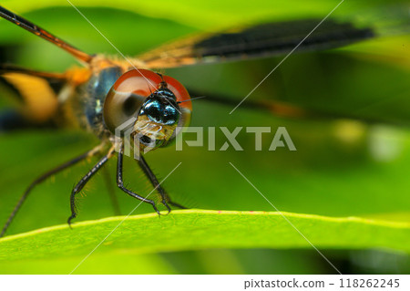 dragonfly Macro of a dragonfly on a green leaf. 118262245