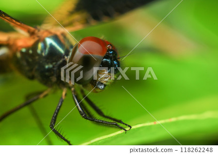 dragonfly Macro of a dragonfly on a green leaf. 118262248
