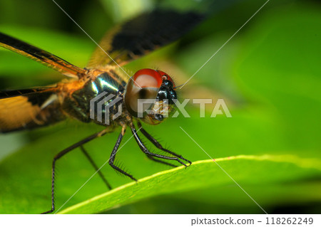 dragonfly Macro of a dragonfly on a green leaf. dragonfly Macro of a dragonfly on a green leaf. 118262249