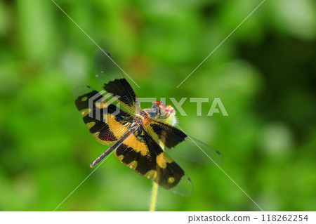 dragonfly Macro of a dragonfly on a green leaf. dragonfly Macro of a dragonfly on a green leaf. 118262254