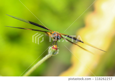 dragonfly Macro of a dragonfly on a green leaf. dragonfly Macro of a dragonfly on a green leaf. 118262257