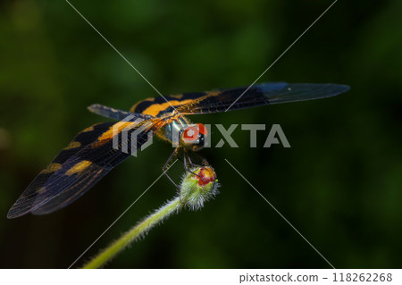 dragonfly Macro of a dragonfly on a green leaf. 118262268