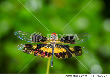 dragonfly Macro of a dragonfly on a green leaf. dragonfly Macro of a dragonfly on a green leaf. 118262274