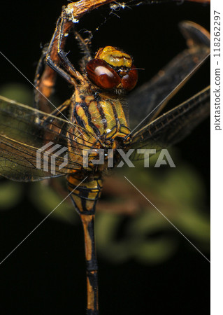 dragonfly Macro of a dragonfly on a green leaf. 118262297