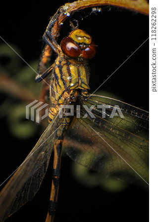 dragonfly Macro of a dragonfly on a green leaf. 118262298