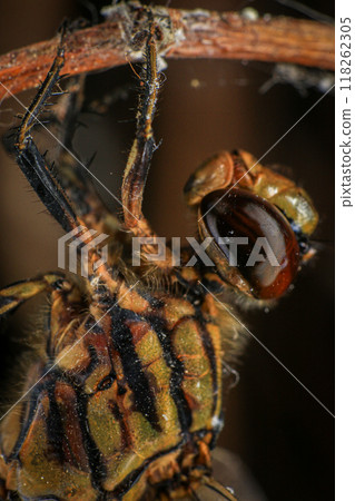 dragonfly Macro of a dragonfly on a green leaf. 118262305