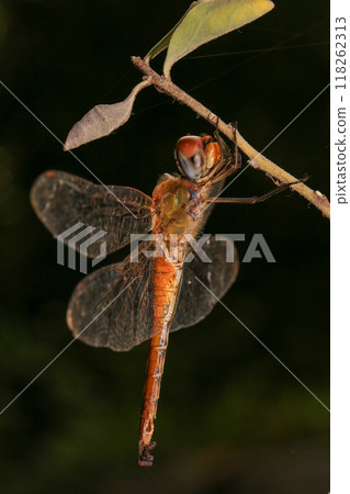 dragonfly Macro of a dragonfly on a green leaf. 118262313