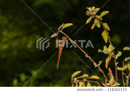 dragonfly Macro of a dragonfly on a green leaf. 118262315