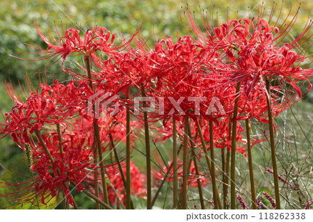秋天稻田邊盛開的紅蜘蛛百合 118262338