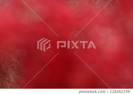 紅蜘蛛百合顏色模糊 118262339