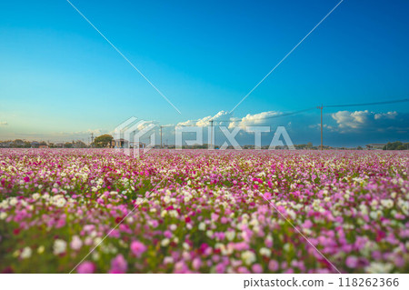 秋季素材: 波斯菊園林風光 118262366