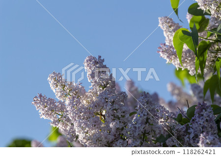 Big bush of lilac Big bush of lilac 118262421