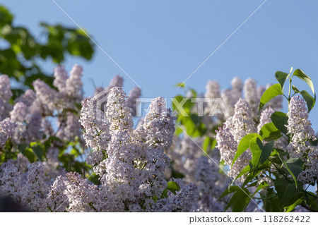 Big bush of lilac 118262422