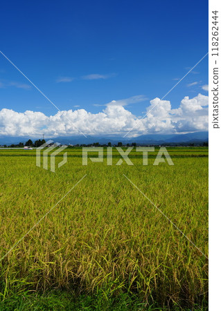 Blue sky and golden shining rice 118262444