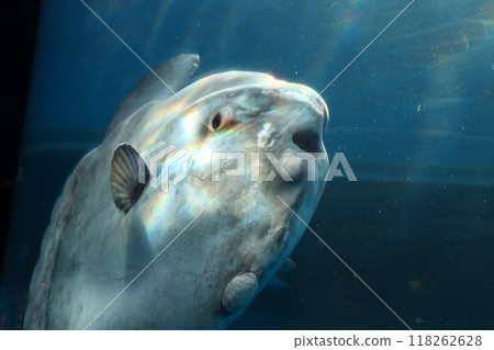 A close-up of a sunfish swimming in an aquarium tank 118262628