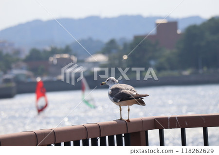 Scenery of seagulls perched on a fence overlooking the sea 118262629