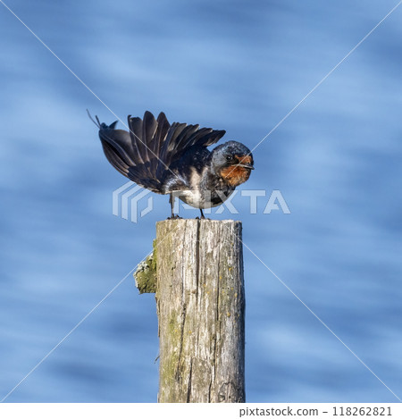 Barn Swallow 118262821