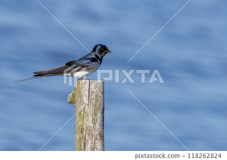 Barn Swallow 118262824