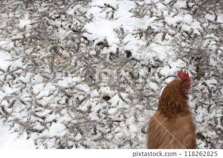 Chicken footprints in the snow 118262825