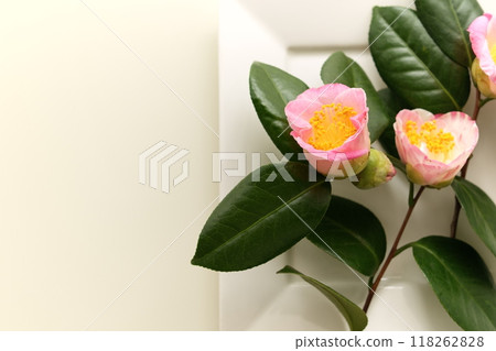 山茶花 - 3:2 118262828