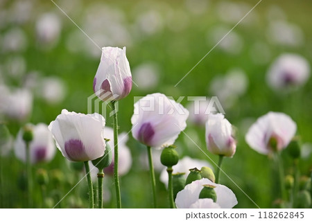 Beautiful white poppy flowers on the field in summer time at sunset. Nature background and concept for agriculture. 118262845