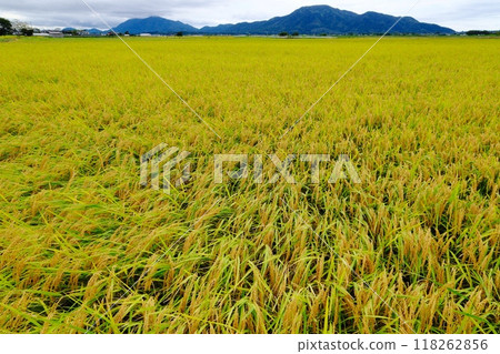 Echigo Plain: Japan's No. 1 rice producing region Echigo Plain: Japan's No. 1 rice producing region 118262856