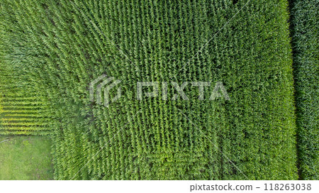 A breathtaking aerial view showcasing lush and vibrant green crop fields during the summer season 118263038