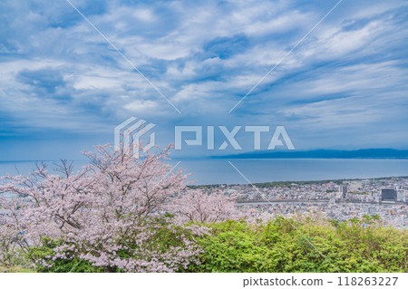 [Shizuoka Prefecture] View of Numazu cityscape from Mount Kanuki with cherry blossoms in full bloom 118263227