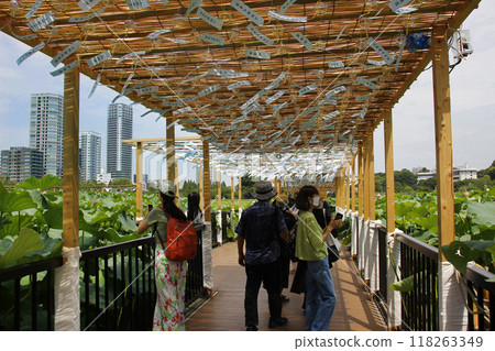 沿著小路漫步，風鈴在風中搖曳，發出清涼的聲音。上野不忍池的荷花也散發出甜美的香氣，營造出神秘的世界觀。 118263349