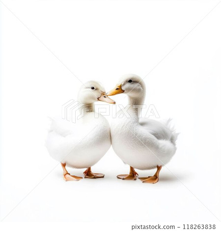 Two white ducks standing together on a white background 118263838