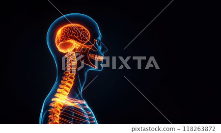 Human Skeleton with Glowing Brain and Spine in Digital X-ray View Human Skeleton with Glowing Brain and Spine in Digital X-ray View 118263872