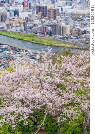 [Shizuoka Prefecture] Looking down on the cityscape of Numazu from Mount Kanuki with cherry blossoms in full bloom 118263915