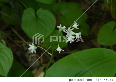 A beautiful raceme of slightly downward-facing white flowers seen on Rishiri Island in Hokkaido. 118263955