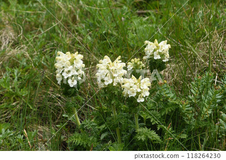 北海道禮文島海岸附近有一棵美麗的根室鹽灶樹，莖頂部開著許多白色的花。 118264230