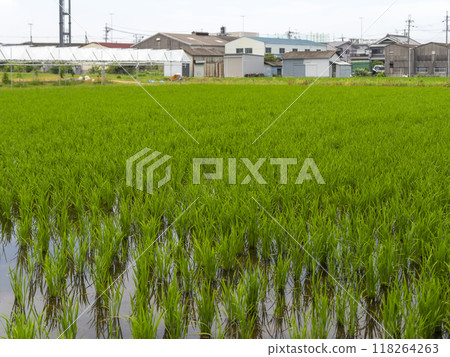 A view of rice fields in Matsubara City, Osaka Prefecture A view of rice fields in Matsubara City, Osaka Prefecture 118264263