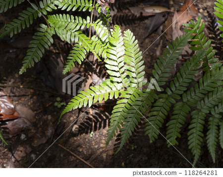 蕨類植物生長在山上 蕨類植物生長在山上 118264281