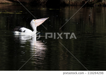 A black-and-white pelican swims slowly across the lake searching for food. 118264298