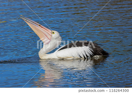 A black-and-white pelican swims slowly across the lake searching for food. A black-and-white pelican swims slowly across the lake searching for food. 118264300