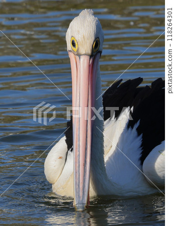 A Pelican with a distinctive beak staring straight at me A Pelican with a distinctive beak staring straight at me 118264301