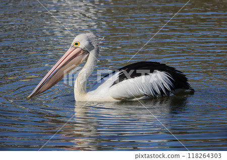 A black-and-white pelican swims slowly across the lake searching for food. 118264303
