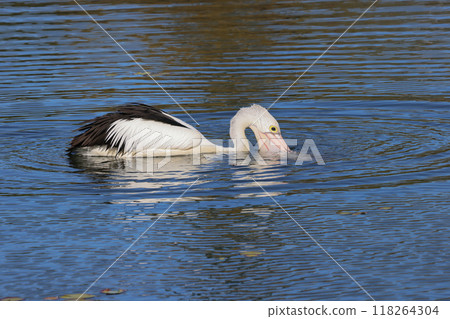 A black-and-white pelican swims slowly across the lake searching for food. 118264304