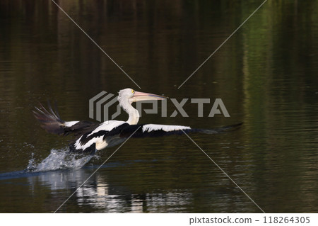 A black-and-white pelican trying to lift its heavy body and fly 118264305