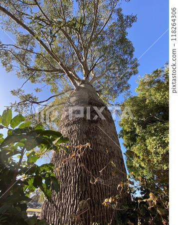 澳洲猴麵包樹在深藍的天空下展現出雄偉的姿態 澳洲猴麵包樹在深藍的天空下展現出雄偉的姿態 118264306