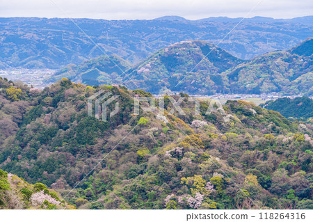[Shizuoka Prefecture] Mountain cherry blossoms dotted among the fresh greenery of the Numazu Alps and a view towards Izu 118264316