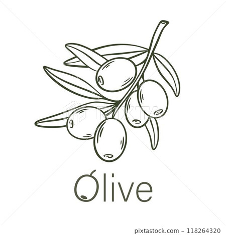 Ripe olive fruits on a branch with leaves 118264320